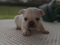 Cinderella , a female French Bulldog for sale in Port Saint Lucie, FL – Photo 6 of 9