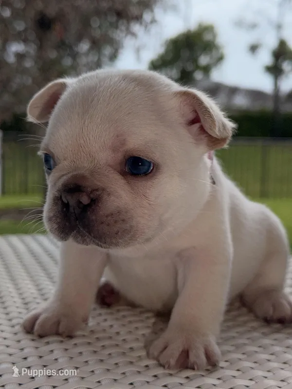 Cinderella 2.5k Easter deal !!! 10% deposit  – French Bulldog puppy for sale in Port Saint Lucie, FL