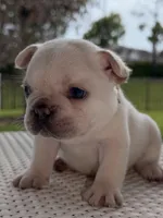 Cinderella , a female French Bulldog for sale in Port Saint Lucie, FL – Photo 2 of 9