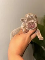 AURORA-tiny Isabella & Tan, a female French Bulldog for sale in Port Saint Lucie, FL – 2 of 5