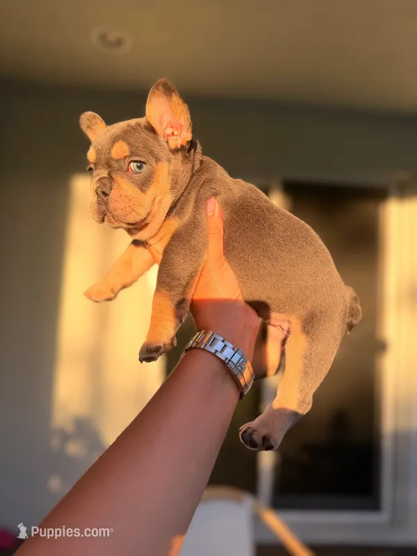 Evangeline – French Bulldog puppy for sale in Port Saint Lucie, FL