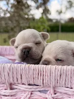 Prince Charming, a male French Bulldog for sale in Port Saint Lucie, FL – Photo 8 of 10