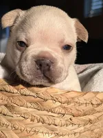Prince Charming, a male French Bulldog for sale in Port Saint Lucie, FL – Photo 4 of 10