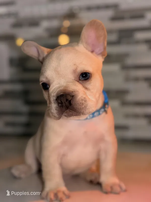 Prince Charming  – French Bulldog puppy for sale in Port Saint Lucie, FL