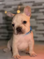 Prince Charming 2000 April17-18 ONLY, a male French Bulldog for sale in Port Saint Lucie, FL – Photo 2 of 10