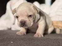 Prince Charming, a male French Bulldog for sale in Port Saint Lucie, FL – Photo 6 of 10
