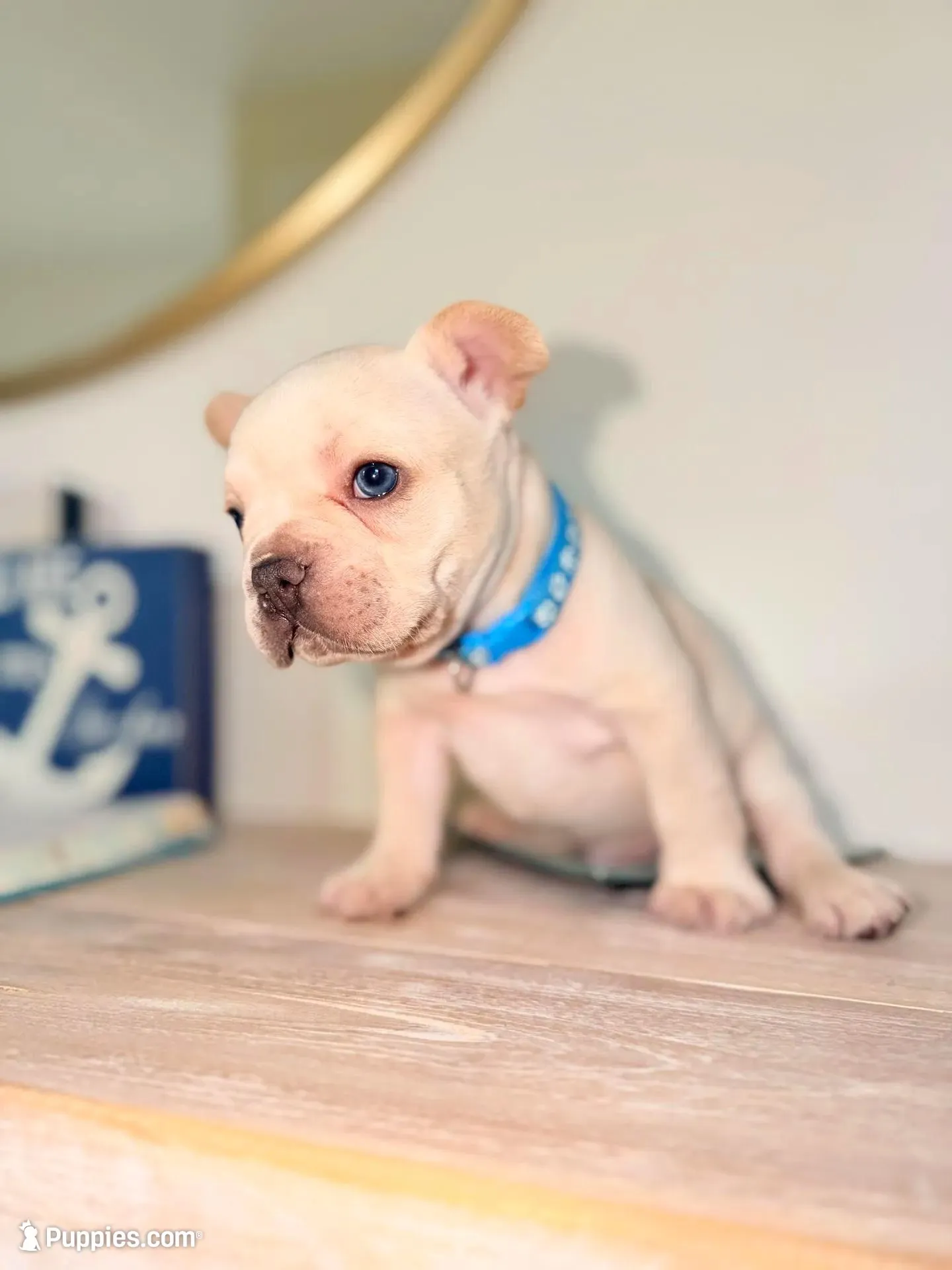 Prince Charming 2.5 Angel Monday !!! 5% deposit  – French Bulldog puppy for sale in Port Saint Lucie, FL