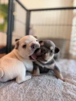 Prince Charming, a male French Bulldog for sale in Port Saint Lucie, FL – Photo 3 of 10