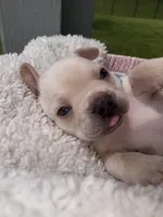 Prince Charming 2.5 Easter deal !!! 10% deposit , a male French Bulldog for sale in Port Saint Lucie, FL – Photo 4 of 10