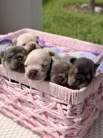 Prince Charming, a male French Bulldog for sale in Port Saint Lucie, FL – Photo 7 of 10