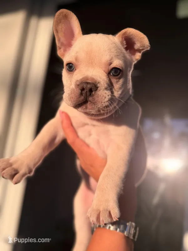 Prince Charming 2000 April17-18 ONLY – French Bulldog puppy for sale in Port Saint Lucie, FL