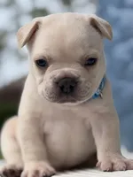 Prince Charming 2.5 Easter deal !!! 10% deposit , a male French Bulldog for sale in Port Saint Lucie, FL – Photo 3 of 10