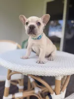Prince Charming 1.5 National Bulldogs Are Beautiful Day special, a male French Bulldog for sale in Port Saint Lucie, FL – Photo 3 of 10
