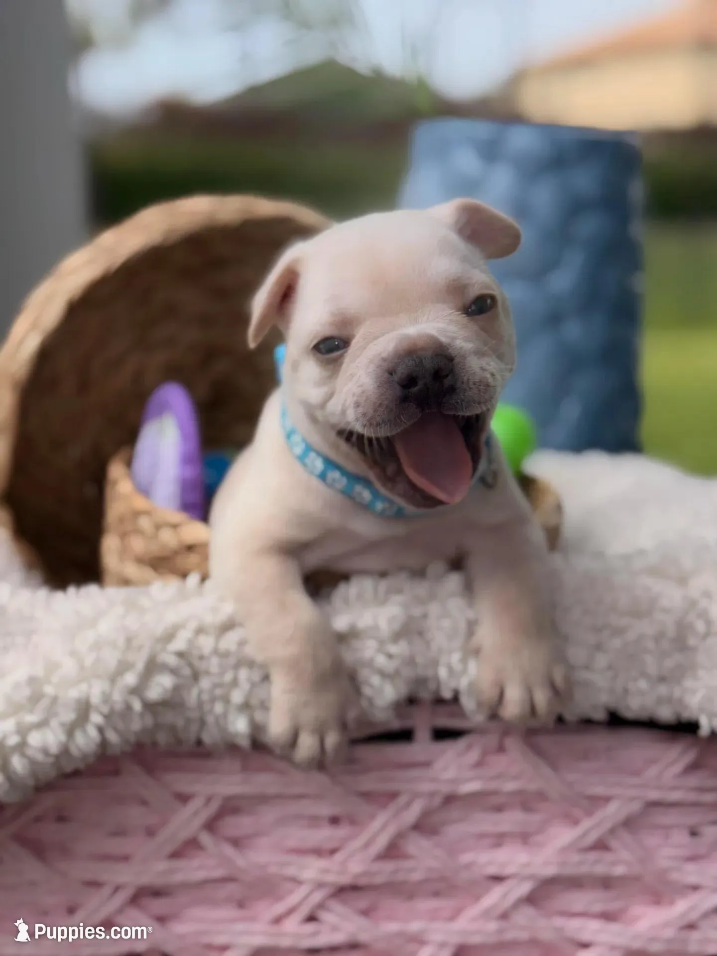 Prince Charming 2.5 Easter deal !!! 10% deposit  – French Bulldog puppy for sale in Port Saint Lucie, FL