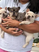 Prince Charming 2000 April17-18 ONLY, a male French Bulldog for sale in Port Saint Lucie, FL – Photo 3 of 10