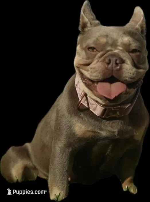 Prince Charming 2.5 Easter deal !!! 10% deposit , a male French Bulldog for sale in Port Saint Lucie, FL – Photo 10 of 10