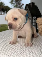 Prince Charming 2.5 Easter deal !!! 10% deposit , a male French Bulldog for sale in Port Saint Lucie, FL – Photo 2 of 10