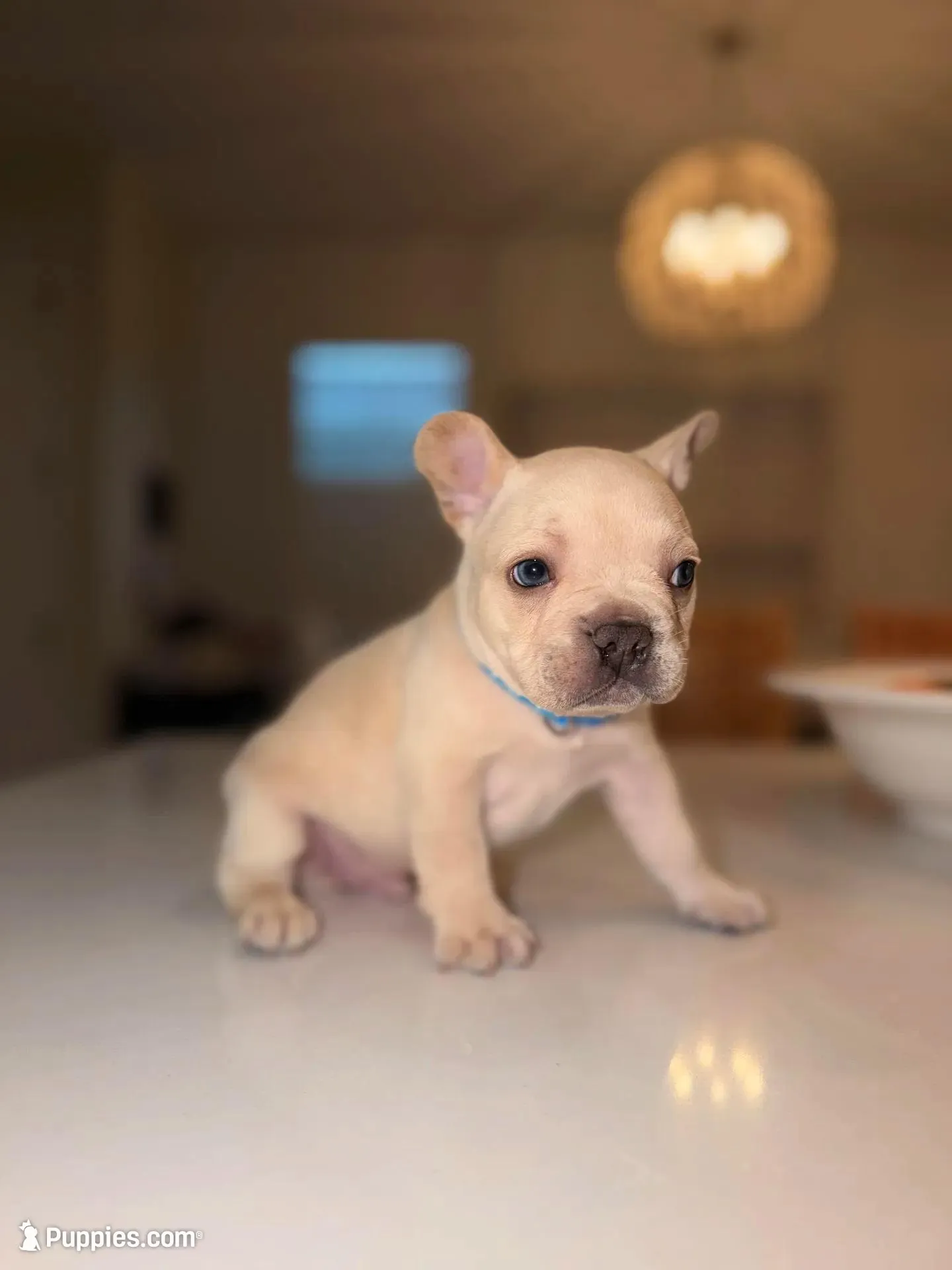 Prince Charming 2000 April17-18 ONLY, a male French Bulldog for sale in Port Saint Lucie, FL – Photo 4 of 10