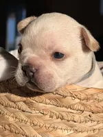 Prince Charming, a male French Bulldog for sale in Port Saint Lucie, FL – Photo 2 of 10