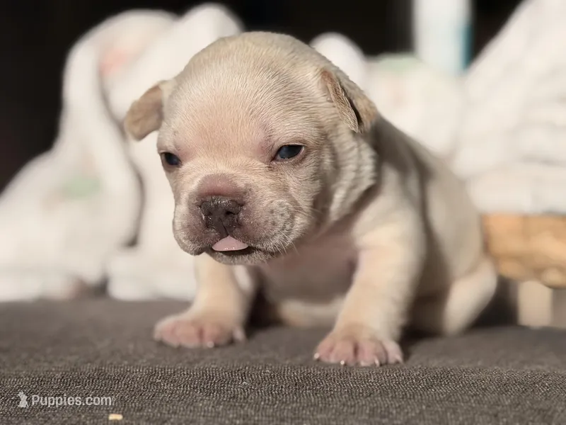 Prince Charming – French Bulldog puppy for sale in Port Saint Lucie, FL