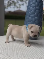 Prince Charming 2.5 Easter deal !!! 10% deposit , a male French Bulldog for sale in Port Saint Lucie, FL – Photo 5 of 10