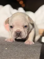 Prince Charming, a male French Bulldog for sale in Port Saint Lucie, FL – Photo 5 of 10