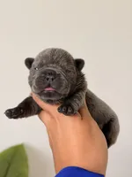 Bambi – Solid Blue French Bulldog Male, a male French Bulldog for sale in Port Saint Lucie, FL – 1 of 10