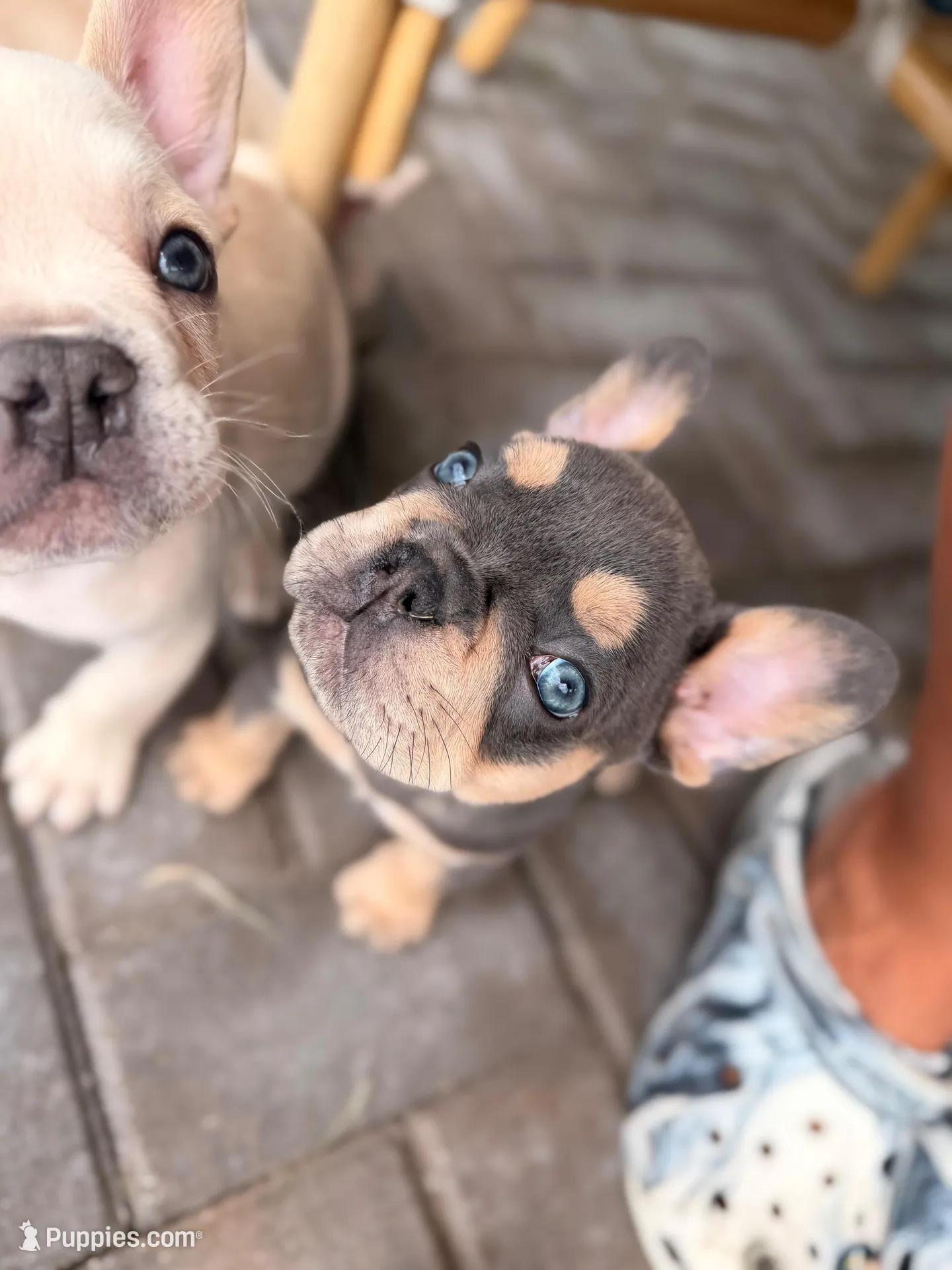 Evangeline Earth Day special 🌎, a female French Bulldog for sale in Port Saint Lucie, FL – Photo 1 of 10