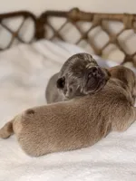 Bambi – Solid Blue French Bulldog Male, a male French Bulldog for sale in Port Saint Lucie, FL – 6 of 10