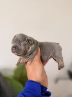 ARIEL-LILAC TAN TRI French Bulldog, a female French Bulldog for sale in Port Saint Lucie, FL – 2 of 5