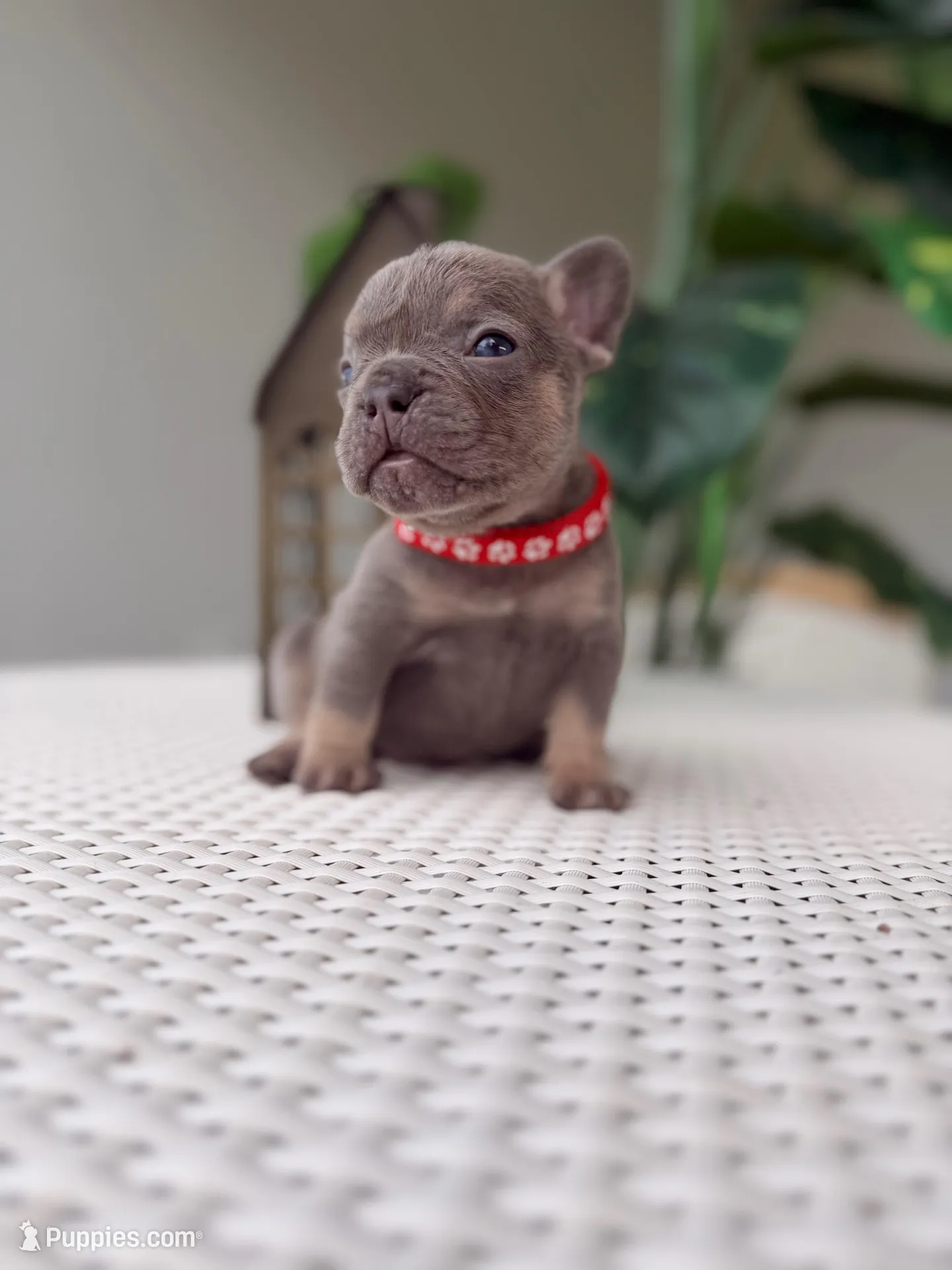 Rey (tiny), a male French Bulldog for sale in Port Saint Lucie, FL – Photo 2 of 8