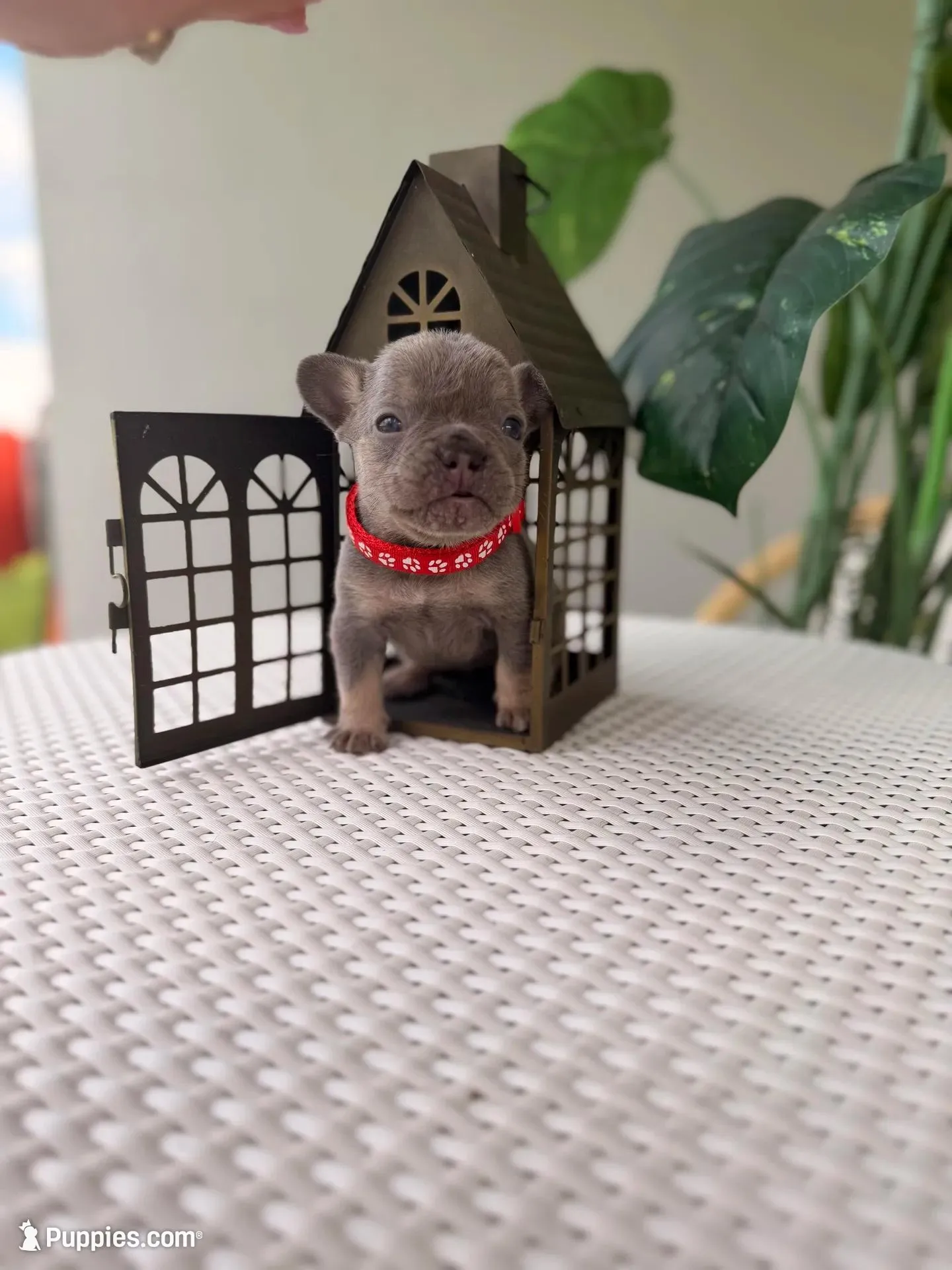 Rey (tiny) 2.5 Easter deal !!! 10% deposit !!, a male French Bulldog for sale in Port Saint Lucie, FL – Photo 2 of 8