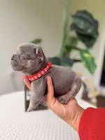 Rey (tiny), a male French Bulldog for sale in Port Saint Lucie, FL – Photo 4 of 8