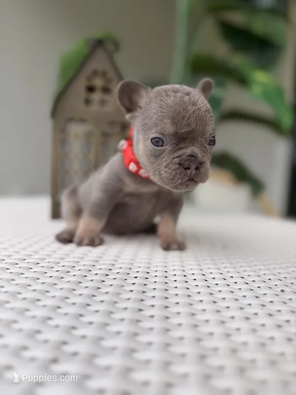 Rey (tiny) 2.5 Easter deal !!! 10% deposit !! – French Bulldog puppy for sale in Port Saint Lucie, FL