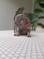 Rey (tiny), a male French Bulldog for sale in Port Saint Lucie, FL – Photo 3 of 8