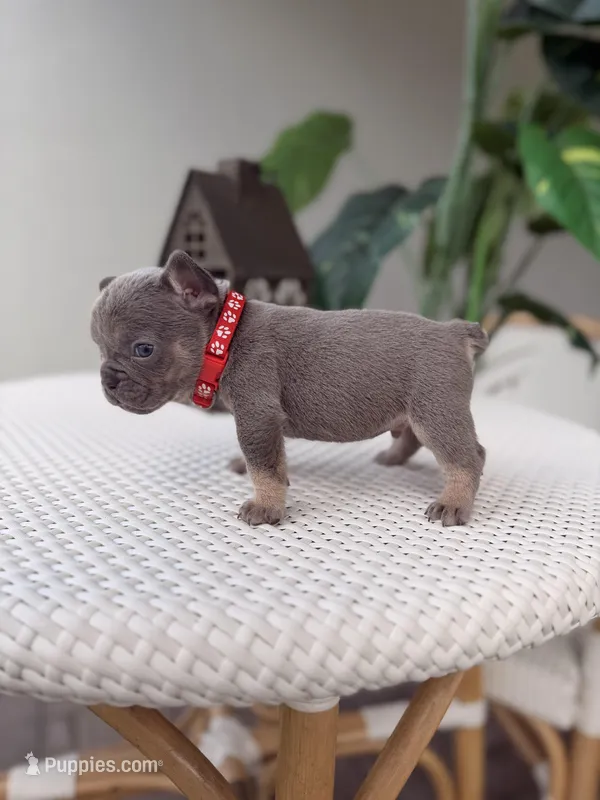 Rey (tiny) – French Bulldog puppy for sale in Port Saint Lucie, FL