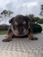 Evangeline , a female French Bulldog for sale in Port Saint Lucie, FL – Photo 7 of 10