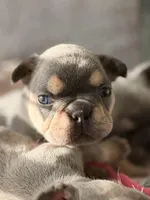 Evangeline , a female French Bulldog for sale in Port Saint Lucie, FL – Photo 8 of 10