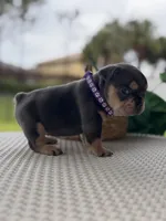 Evangeline , a female French Bulldog for sale in Port Saint Lucie, FL – Photo 2 of 10
