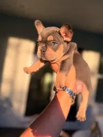 Evangeline Earth Day special 🌎, a female French Bulldog for sale in Port Saint Lucie, FL – Photo 5 of 10