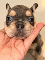 Evangeline Earth Day special 🌎, a female French Bulldog for sale in Port Saint Lucie, FL – Photo 7 of 10