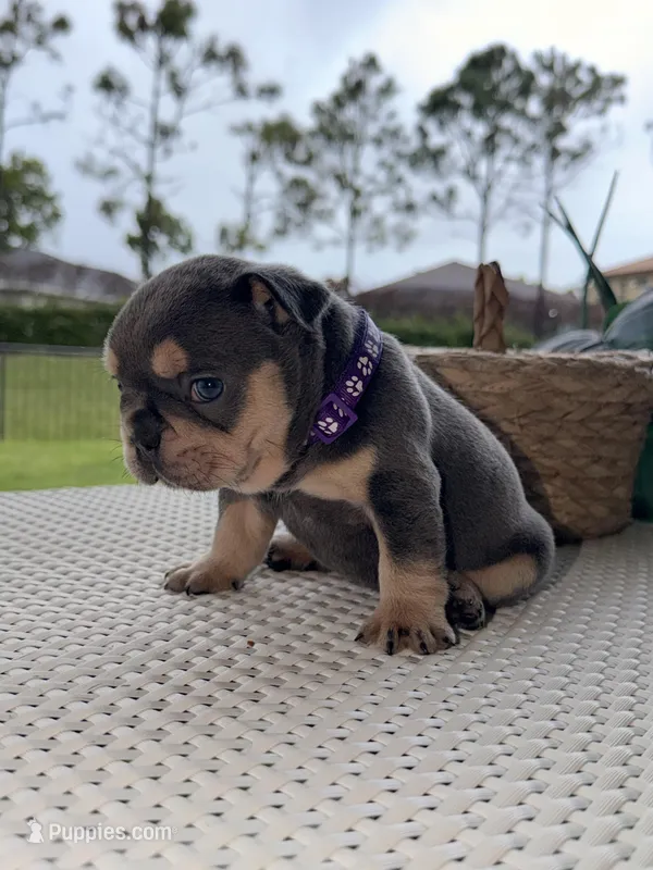 Evangeline  – French Bulldog puppy for sale in Port Saint Lucie, FL