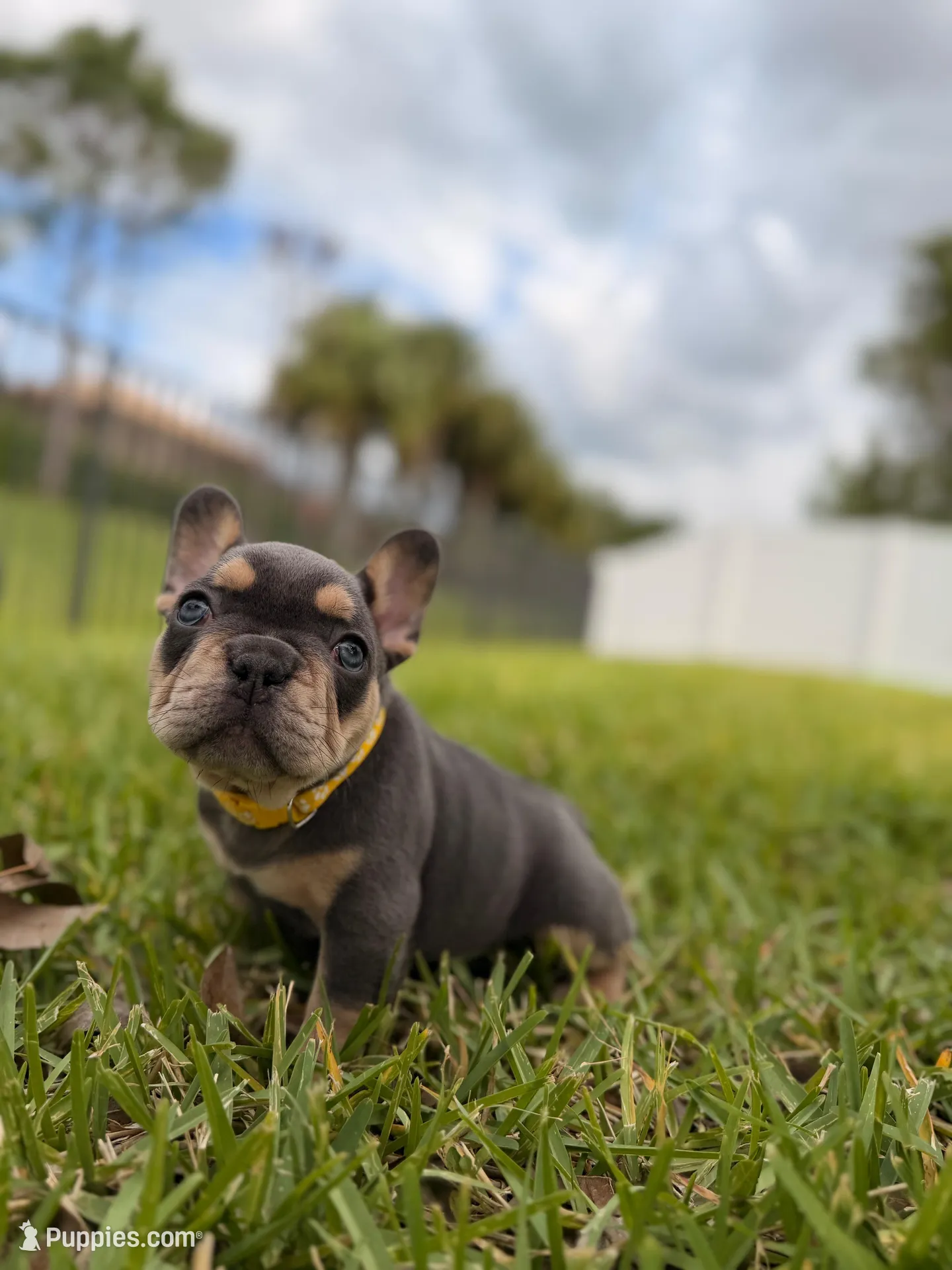 Evangeline Earth Day special 🌎, a female French Bulldog for sale in Port Saint Lucie, FL – Photo 2 of 10