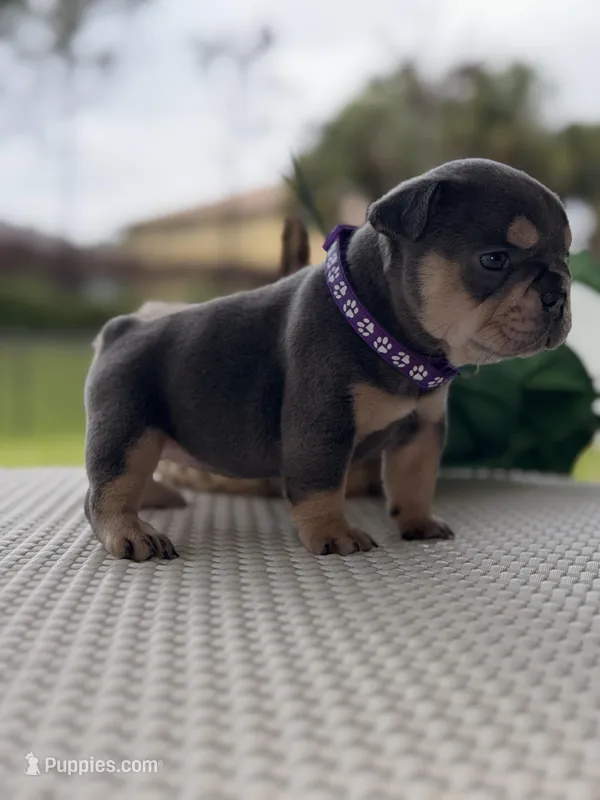 Evangeline 2.5 EASTER deal !! 10% deposit!! – French Bulldog puppy for sale in Port Saint Lucie, FL