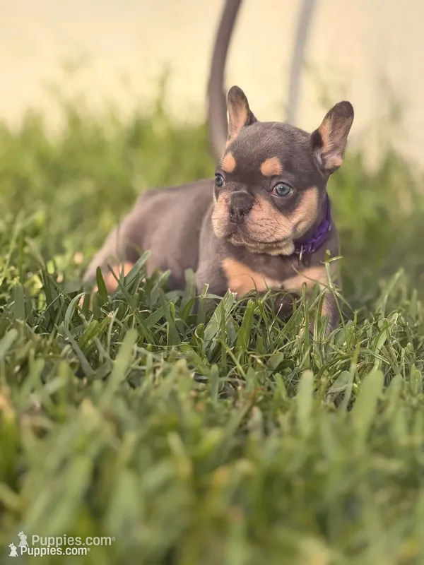 Evangeline – French Bulldog puppy for sale in Port Saint Lucie, FL