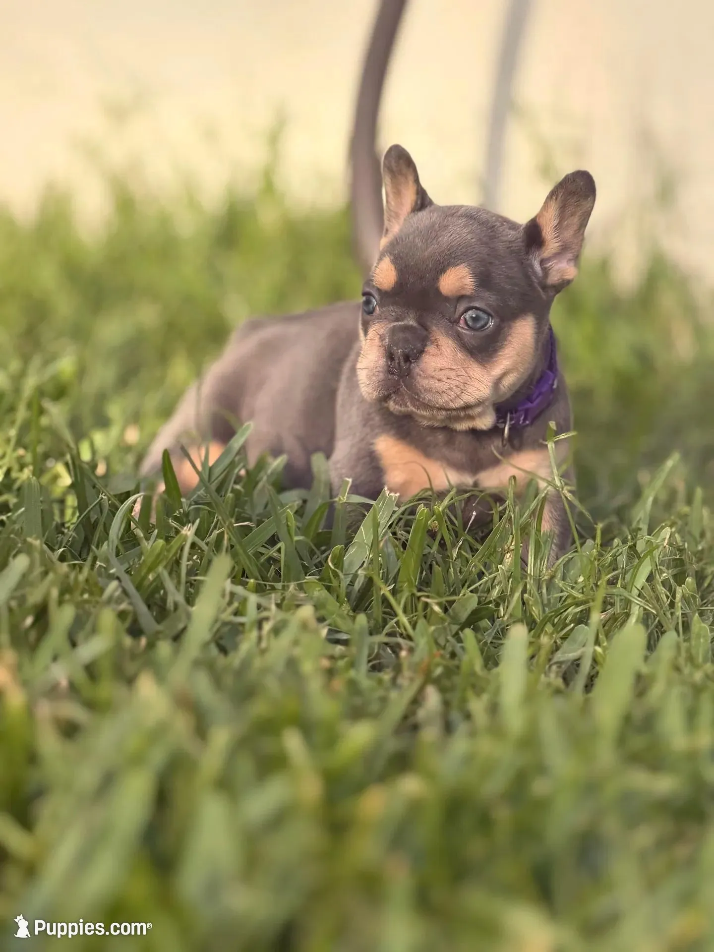 Evangeline Earth Day special 🌎, a female French Bulldog for sale in Port Saint Lucie, FL – Photo 6 of 10