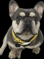 Evangeline , a female French Bulldog for sale in Port Saint Lucie, FL – Photo 10 of 10