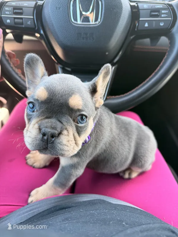 Evangeline – French Bulldog puppy for sale in Port Saint Lucie, FL