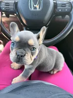 Evangeline Earth Day special 🌎, a female French Bulldog for sale in Port Saint Lucie, FL – Photo 4 of 10