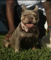 Evangeline , a female French Bulldog for sale in Port Saint Lucie, FL – Photo 9 of 10